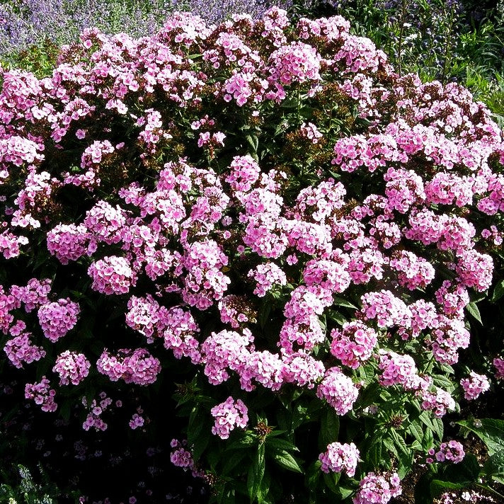 Hohe Flammenblume 'Baby Face' (Phlox paniculata)
