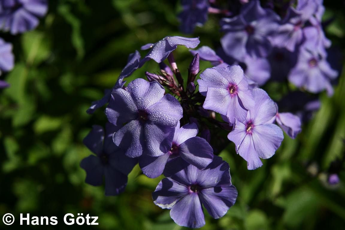 Hohe Flammenblume 'Blue Paradise' (Phlox paniculata)
