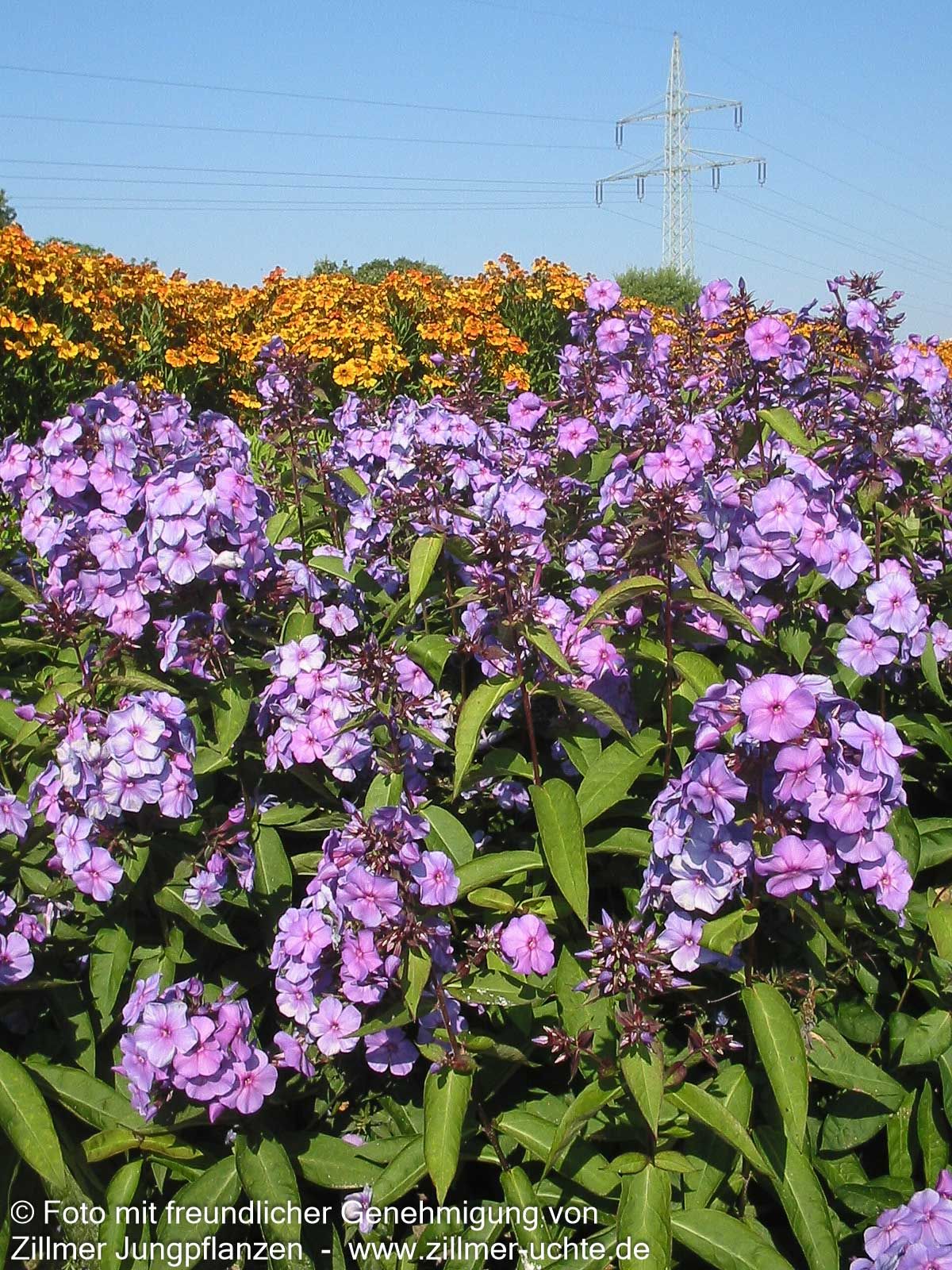 Hohe Flammenblume 'Blue Paradise' (Phlox paniculata)