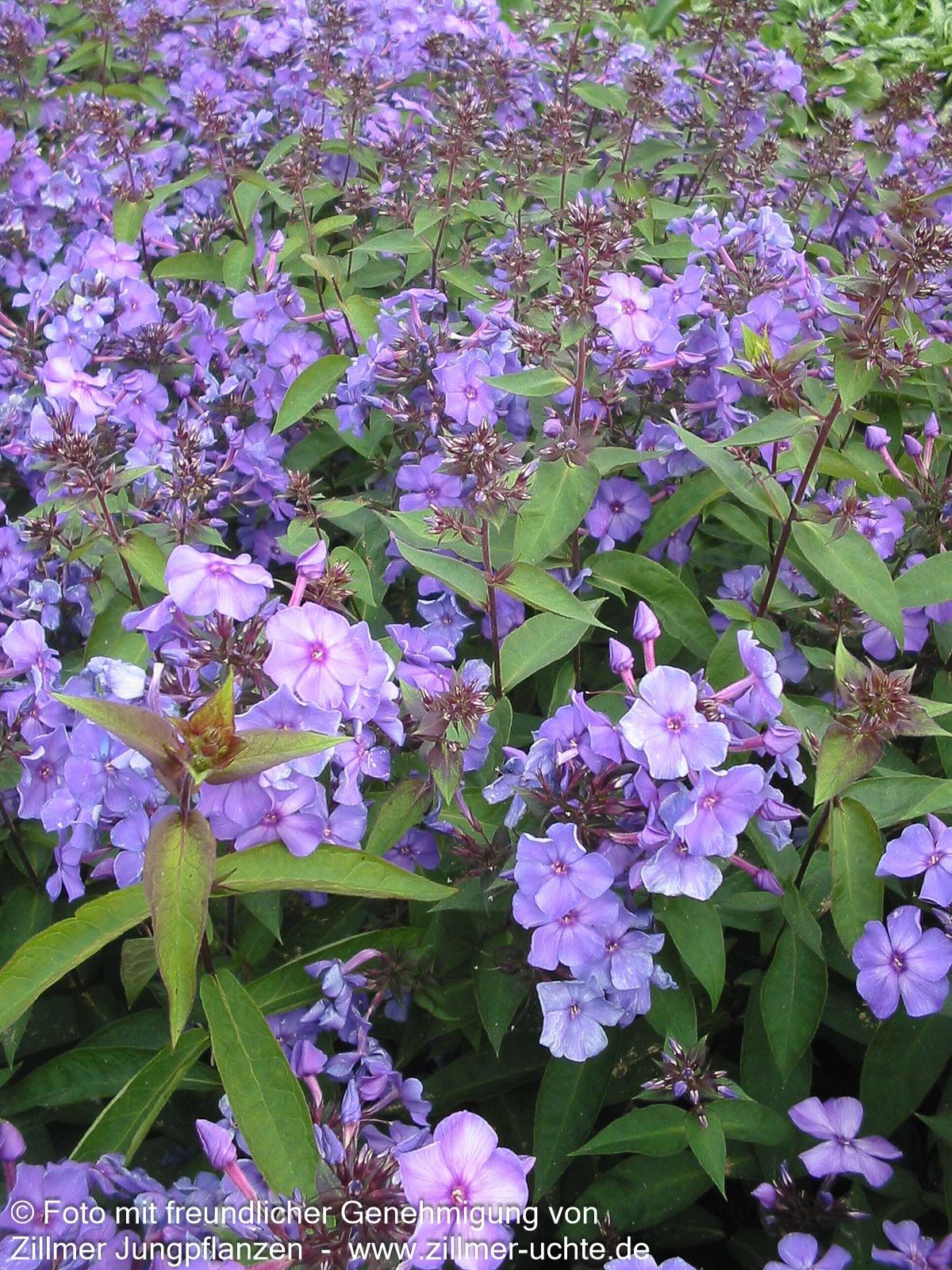 Hohe Flammenblume 'Blue Paradise' (Phlox paniculata)
