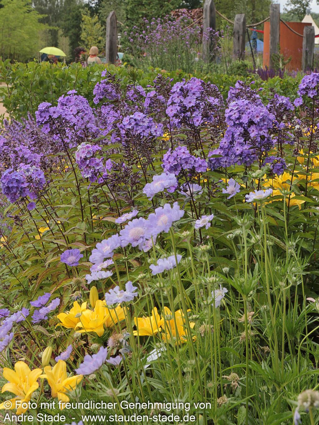 Hohe Flammenblume 'Blue Paradise' (Phlox paniculata)