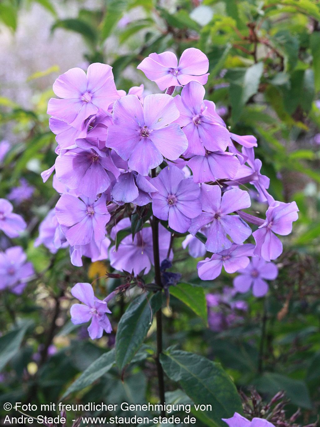 Hohe Flammenblume 'Blue Paradise' (Phlox paniculata)