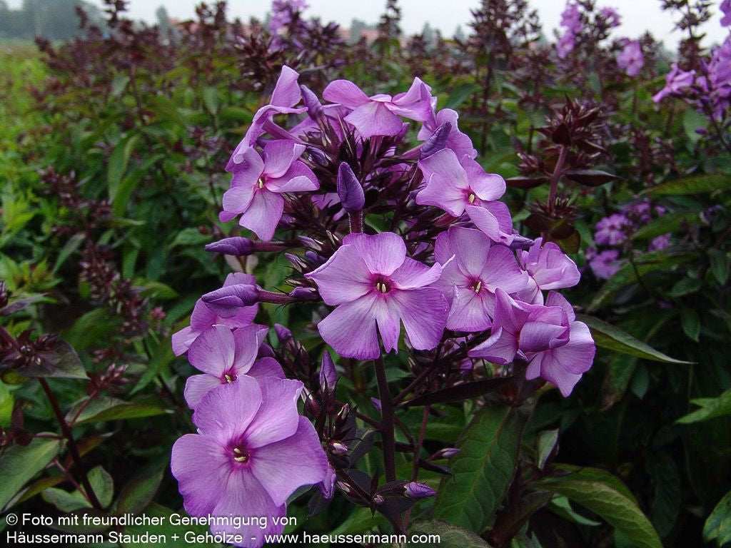 Hohe Flammenblume 'Blue Paradise' (Phlox paniculata)