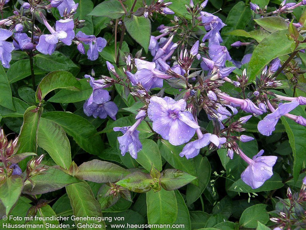 Hohe Flammenblume 'Blue Paradise' (Phlox paniculata)