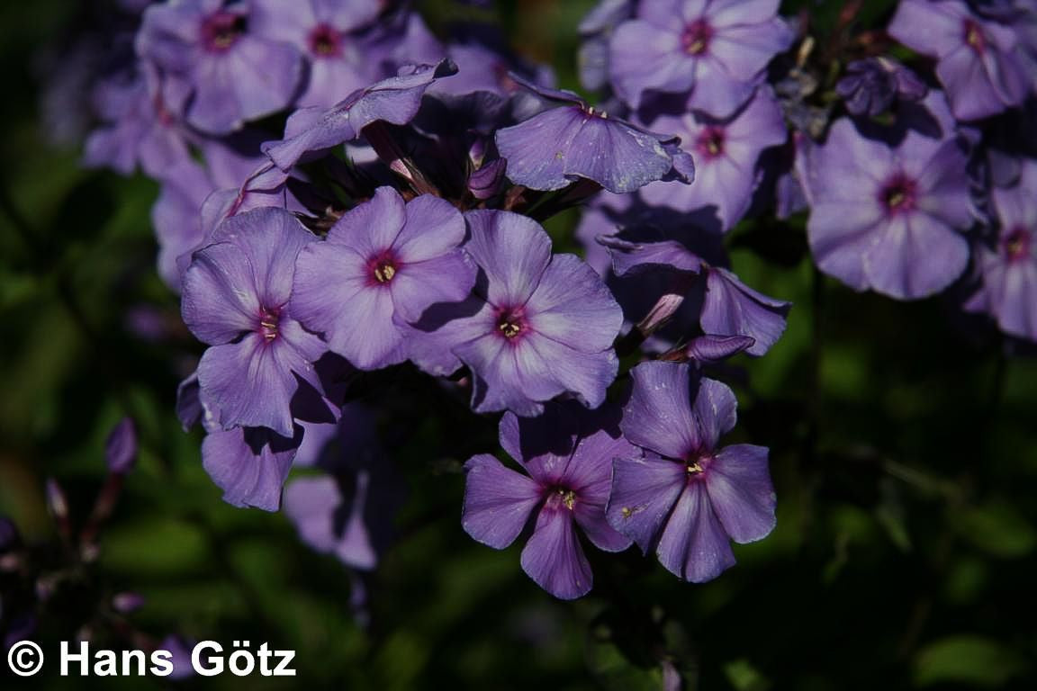 Hohe Flammenblume 'Blue Paradise' (Phlox paniculata)