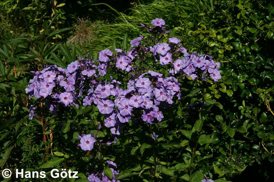 Hohe Flammenblume 'Blue Paradise' (Phlox paniculata)