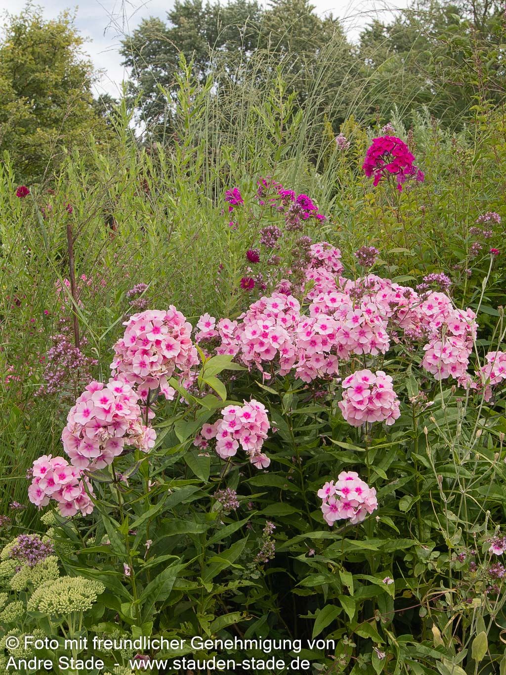 Hohe Flammenblume 'Bright Eyes' (Phlox paniculata)