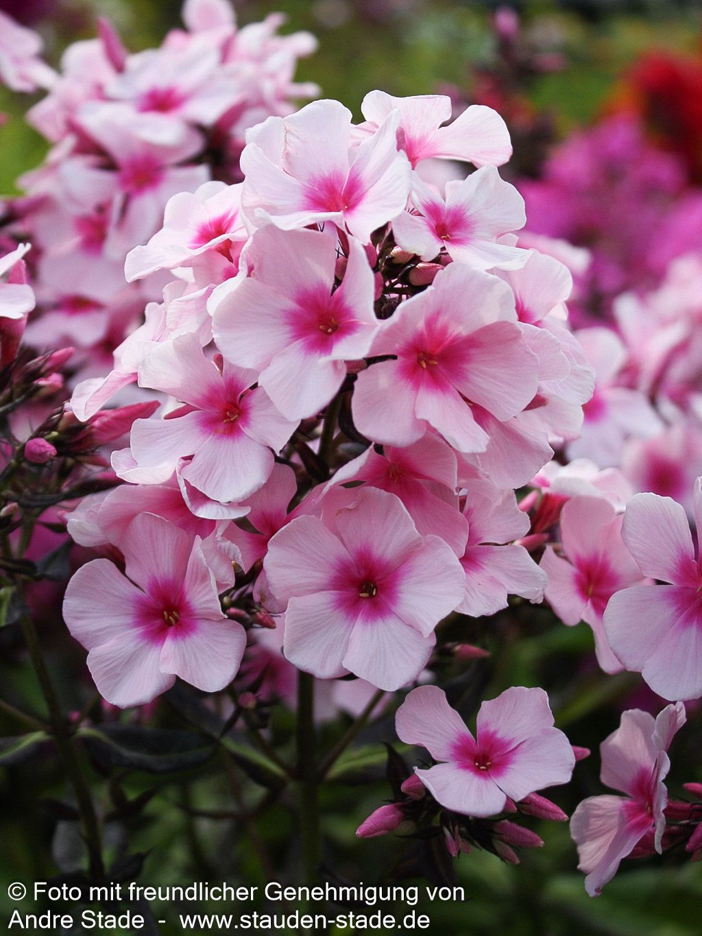 Hohe Flammenblume 'Bright Eyes' (Phlox paniculata)