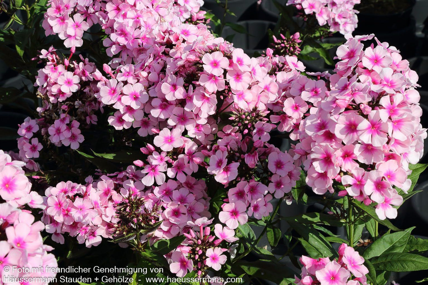 Hohe Flammenblume 'Bright Eyes' (Phlox paniculata)