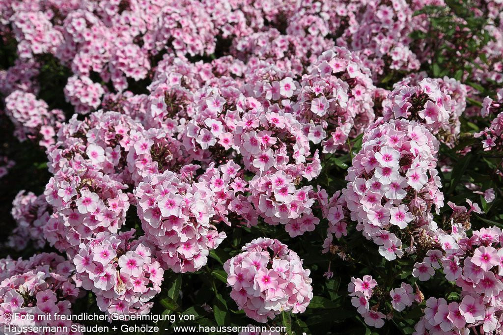 Hohe Flammenblume 'Bright Eyes' (Phlox paniculata)