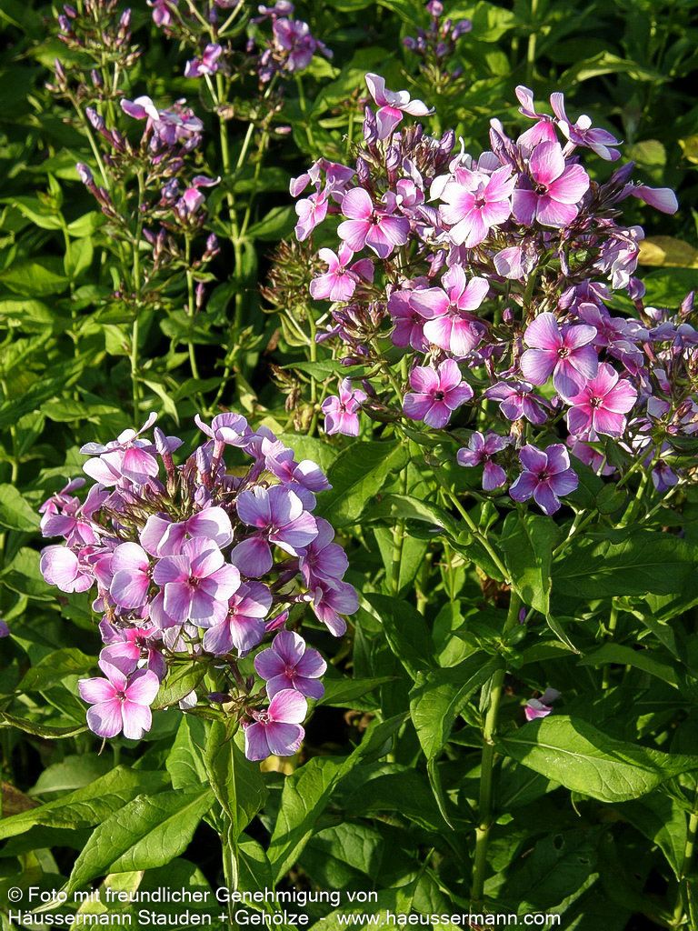 Hohe Flammenblume 'Bright Eyes' (Phlox paniculata)