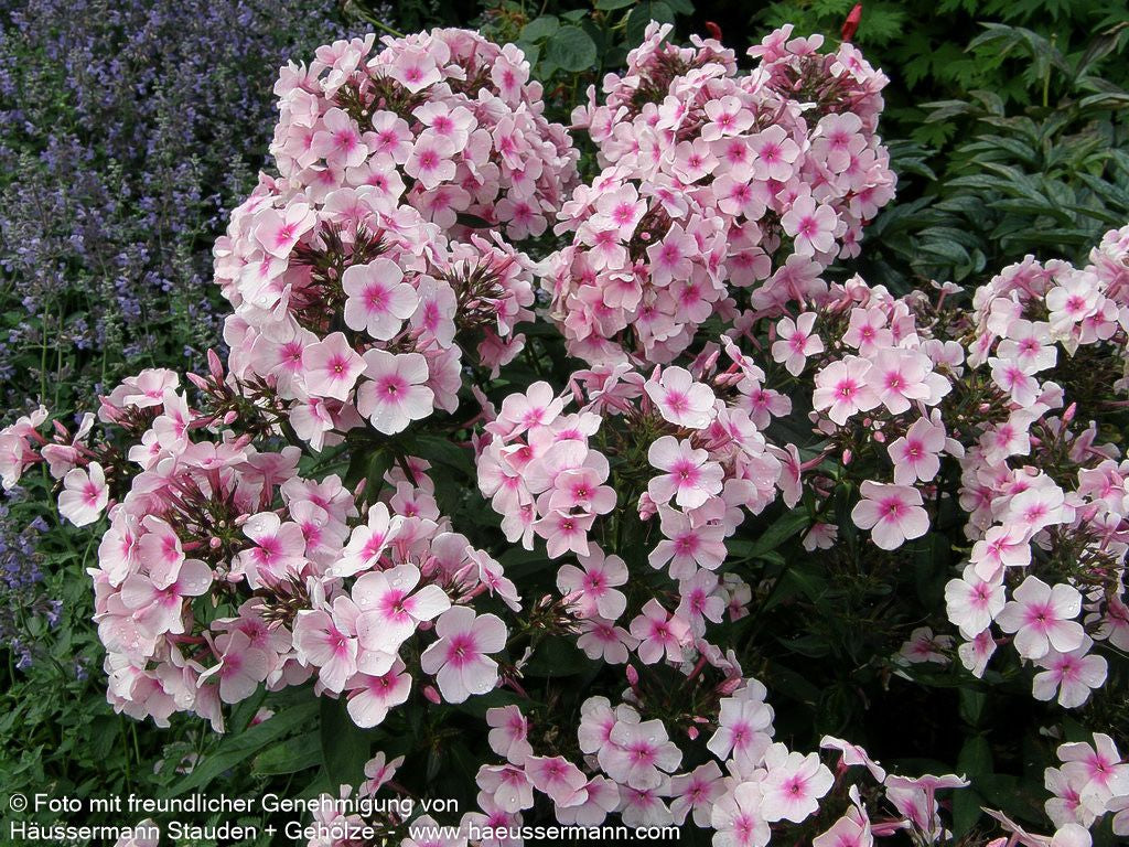 Hohe Flammenblume 'Bright Eyes' (Phlox paniculata)
