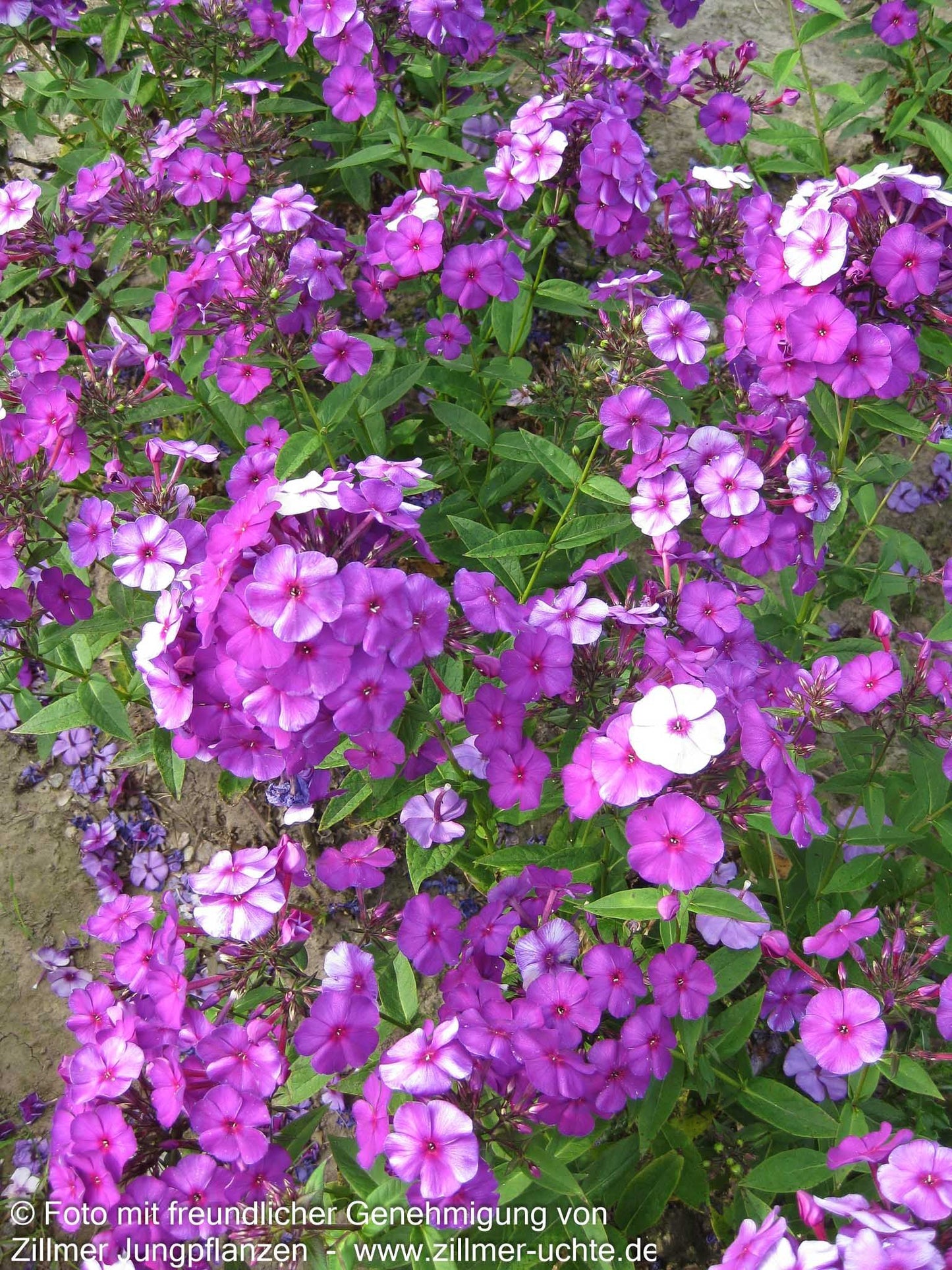 Hohe Flammenblume 'Düsterlohe' (Phlox paniculata)