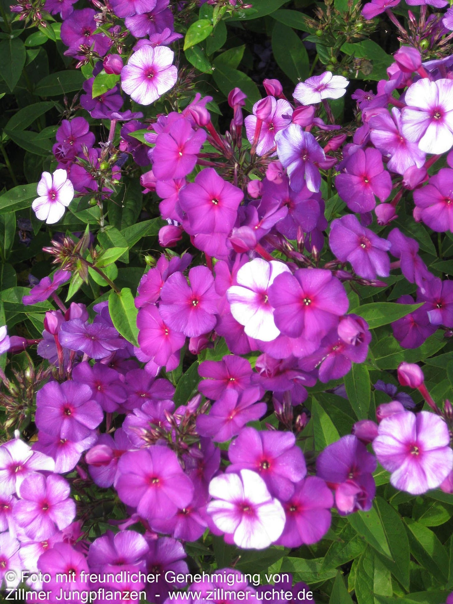 Hohe Flammenblume 'Düsterlohe' (Phlox paniculata)