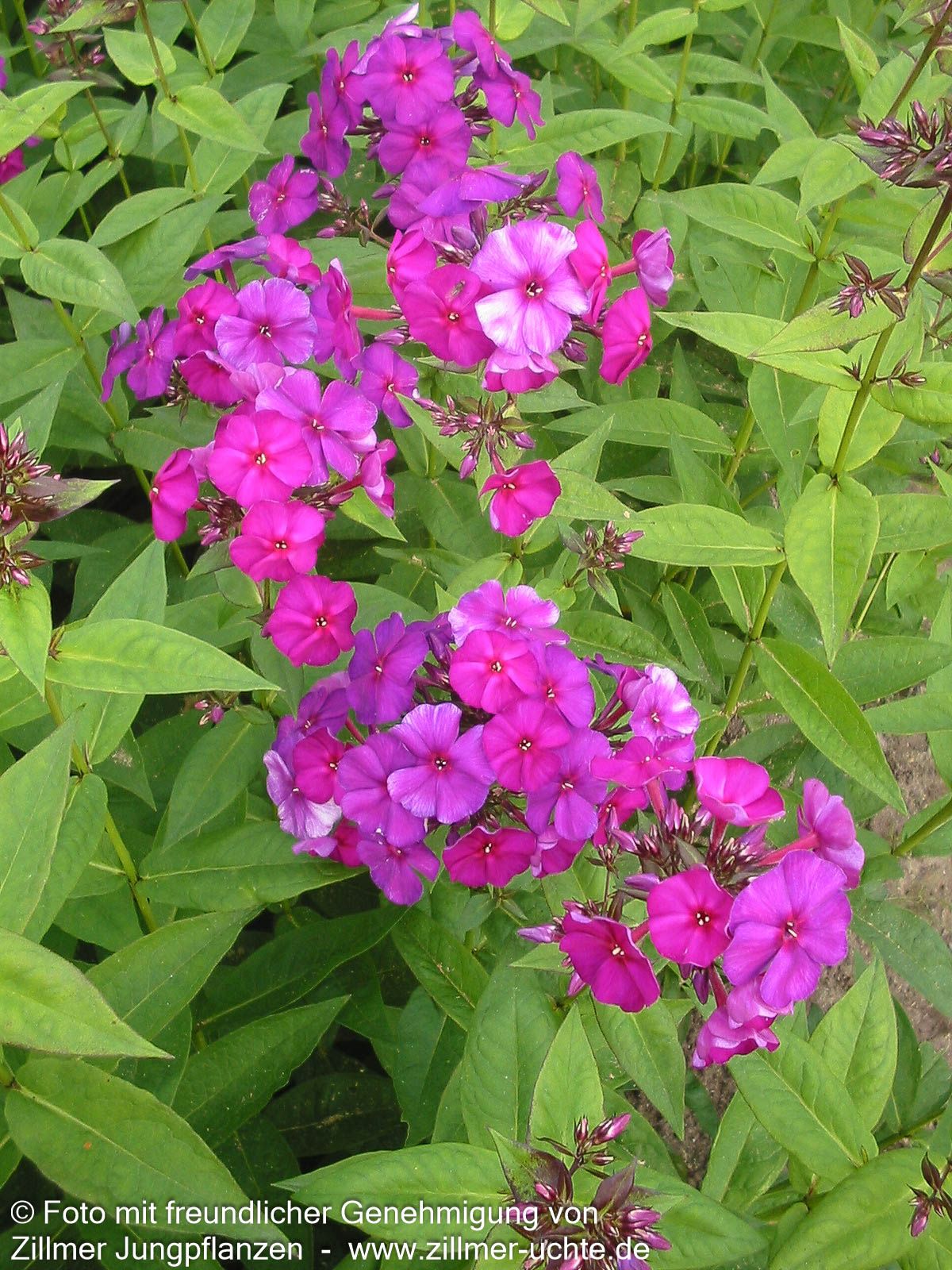 Hohe Flammenblume 'Düsterlohe' (Phlox paniculata)
