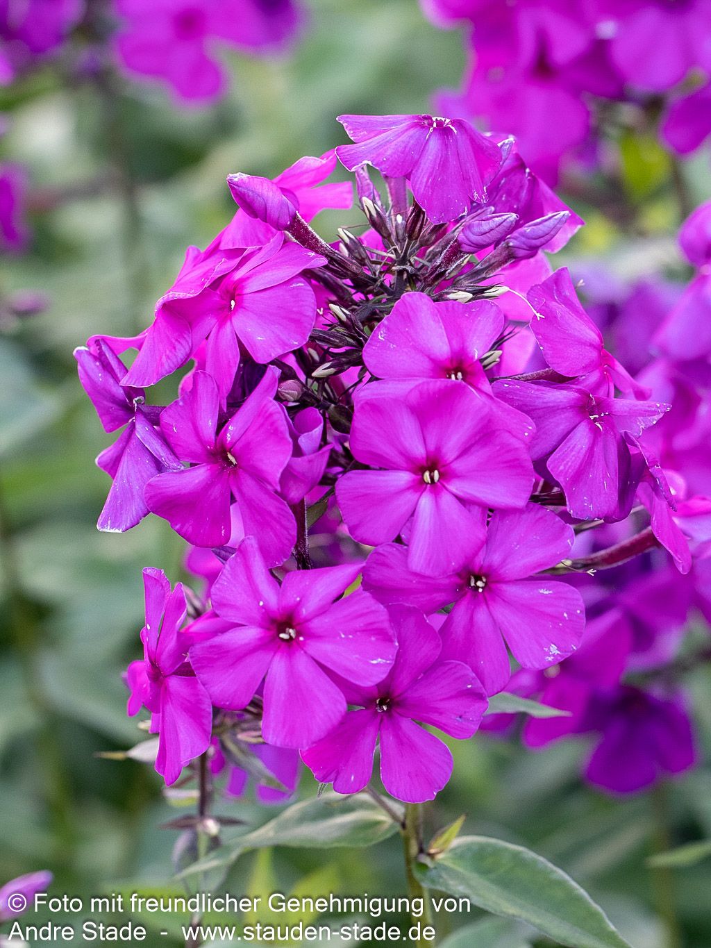 Hohe Flammenblume 'Düsterlohe' (Phlox paniculata)