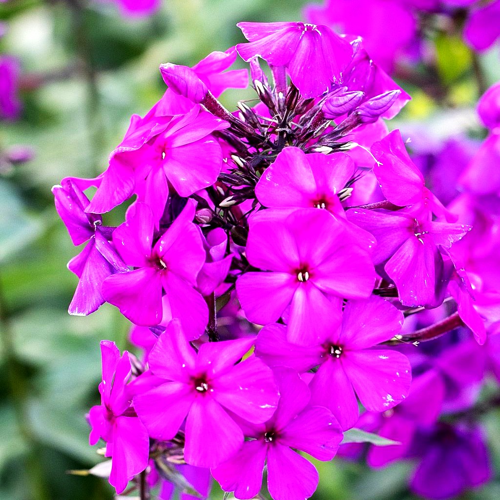 Hohe Flammenblume 'Düsterlohe' (Phlox paniculata)