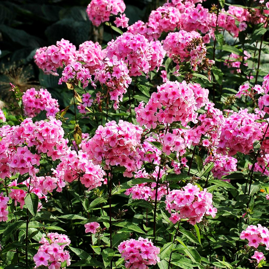 Hohe Flammenblume 'Eva Cullum' (Phlox paniculata)