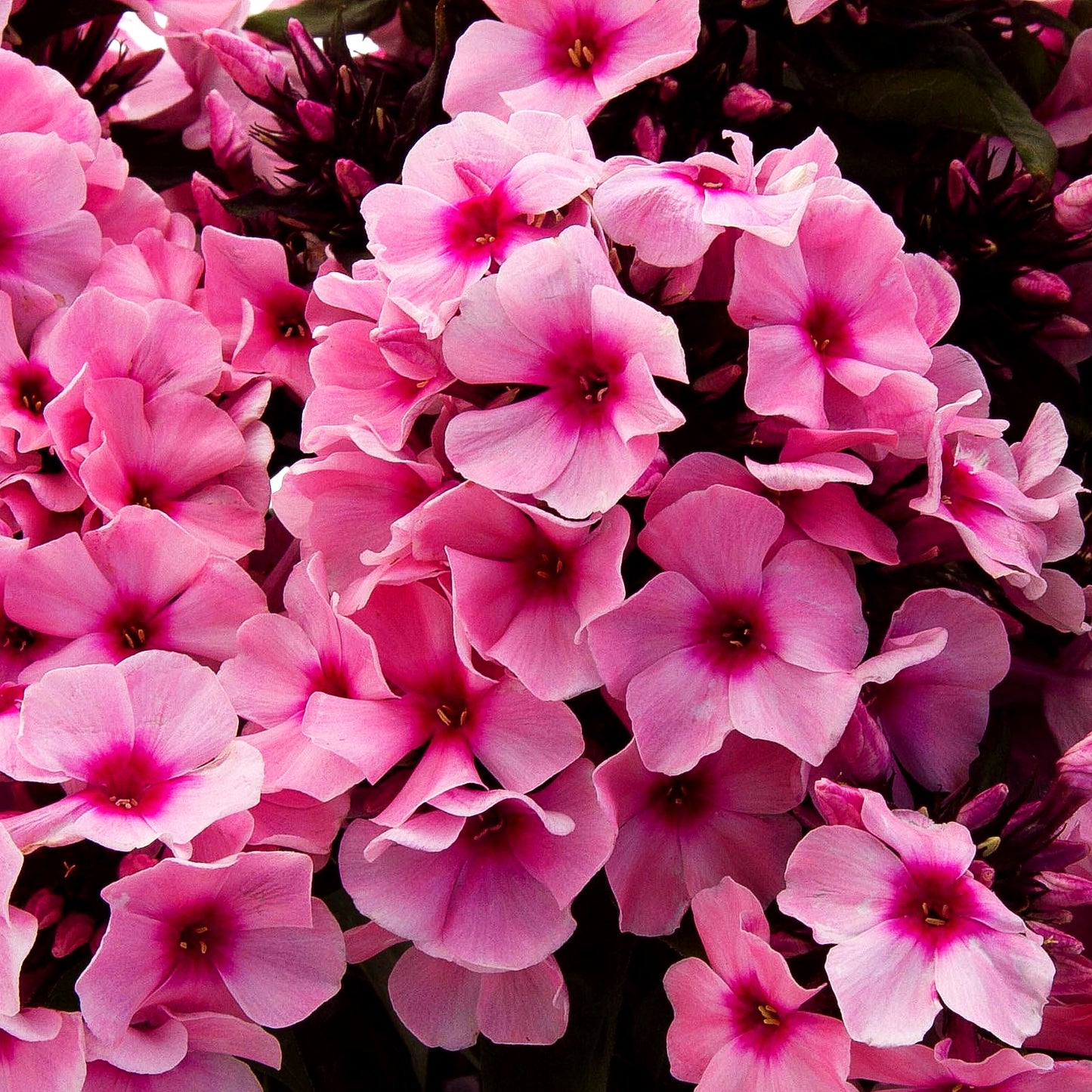Hohe Flammenblume 'Famous Pink Eye' (Phlox paniculata)
