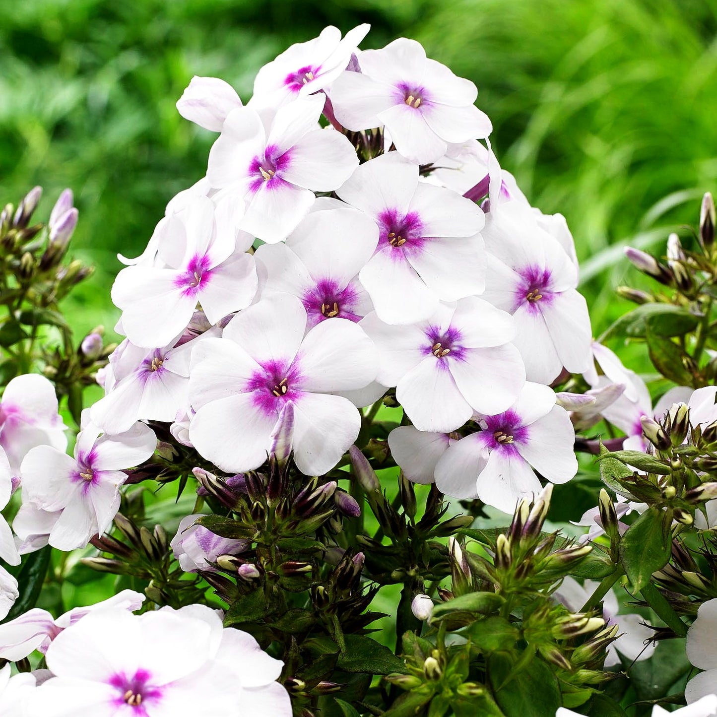 Hohe Flammenblume 'Famous White Eye' (Phlox paniculata)