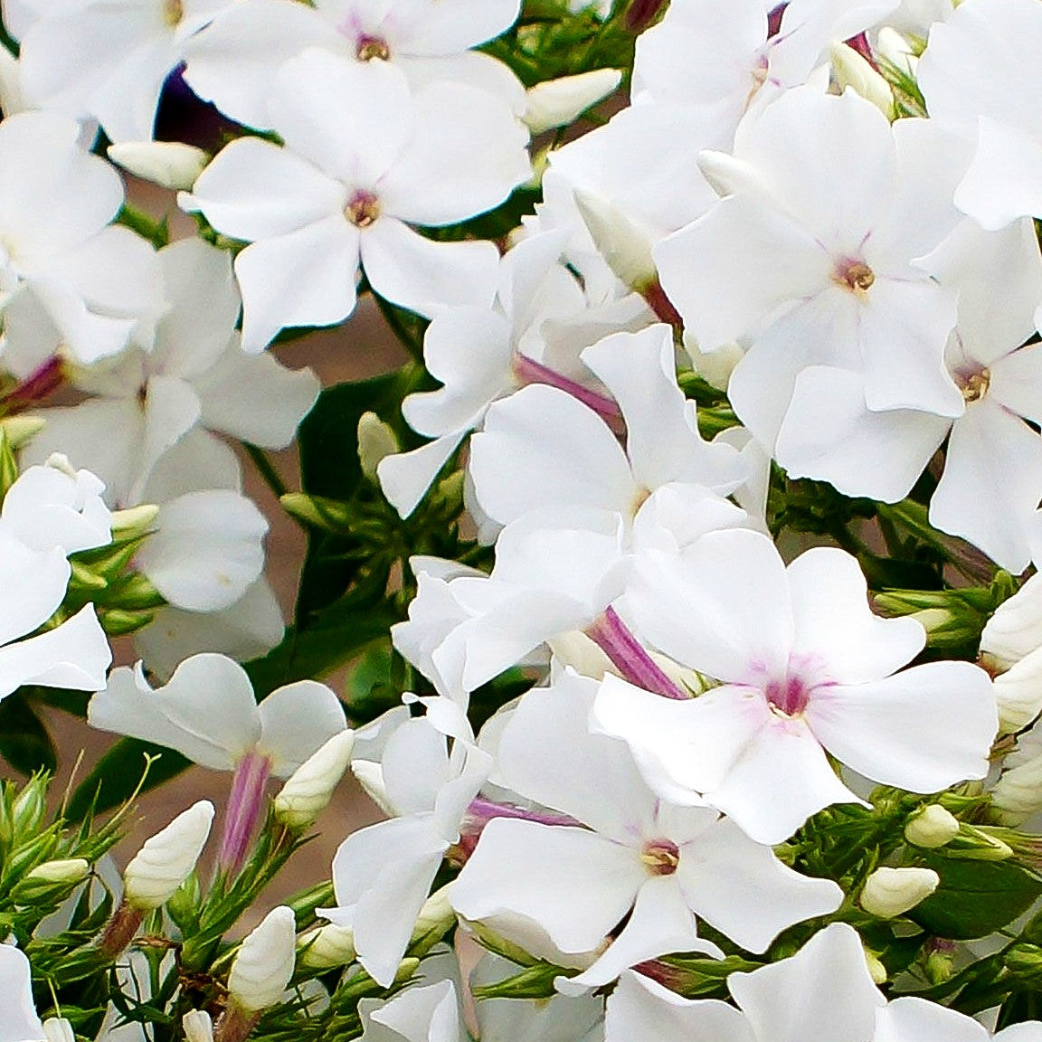 Hohe Flammenblume 'Famous White' (Phlox paniculata)