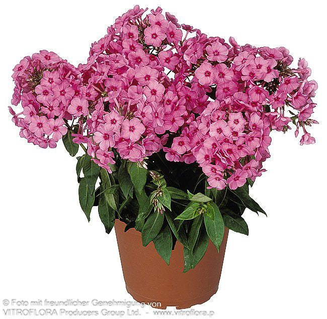 Hohe Flammenblume 'Flame Pink' (Phlox pan.)