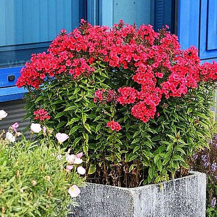 Hohe Flammenblume 'Flame Red' (Phlox pan.)