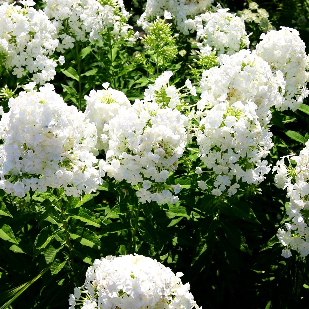 Hohe Flammenblume 'Fujiyama' (Phlox paniculata)