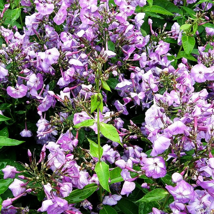 Hohe Flammenblume 'Laura' (Phlox paniculata)