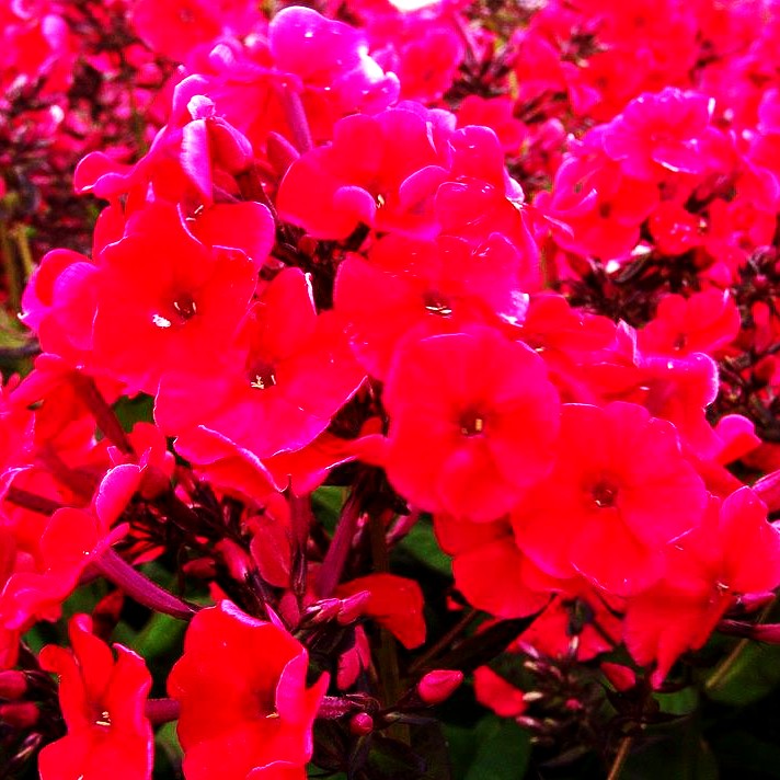 Hohe Flammenblume 'Mary' (Phlox paniculata)