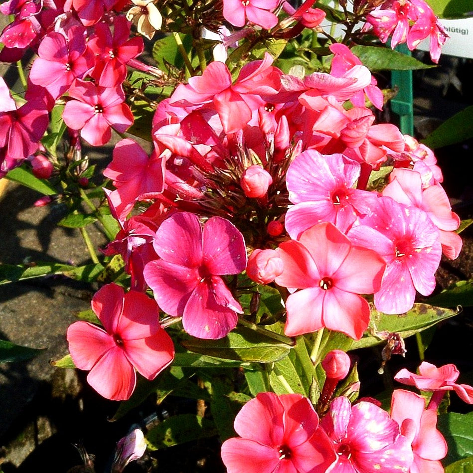 Hohe Flammenblume 'Orange Perfection' (Phlox paniculata)