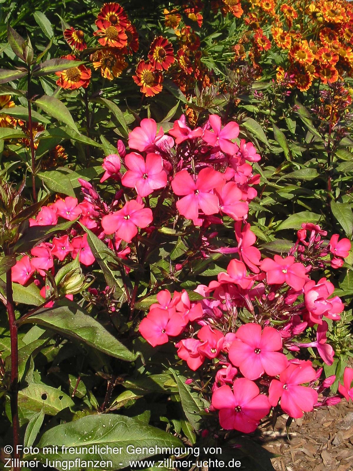 Hohe Flammenblume 'Starfire' (Phlox paniculata)