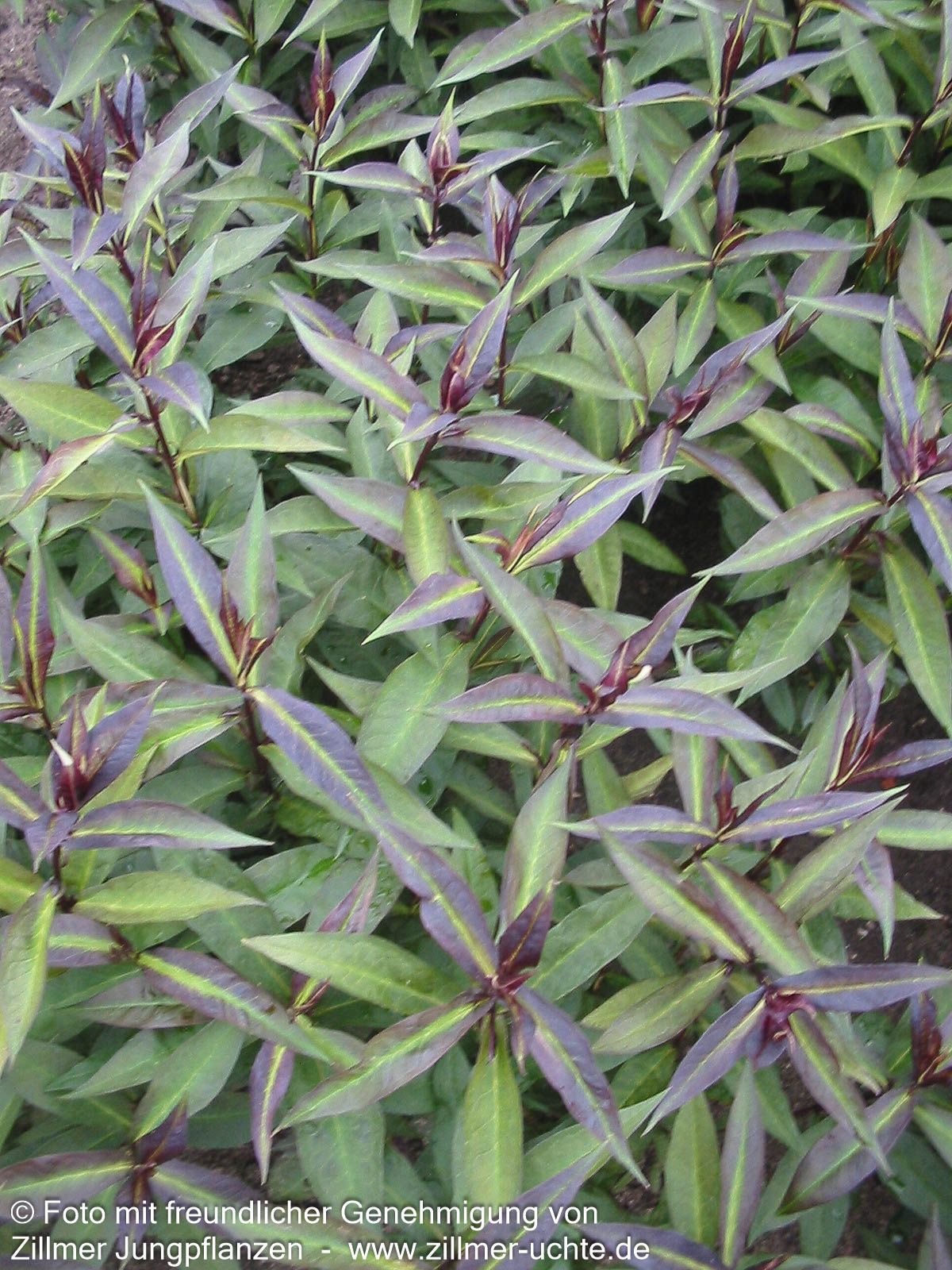 Hohe Flammenblume 'Starfire' (Phlox paniculata)