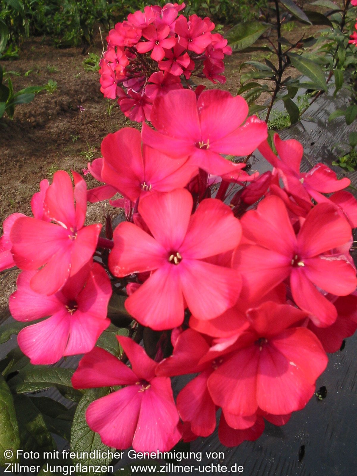 Hohe Flammenblume 'Starfire' (Phlox paniculata)