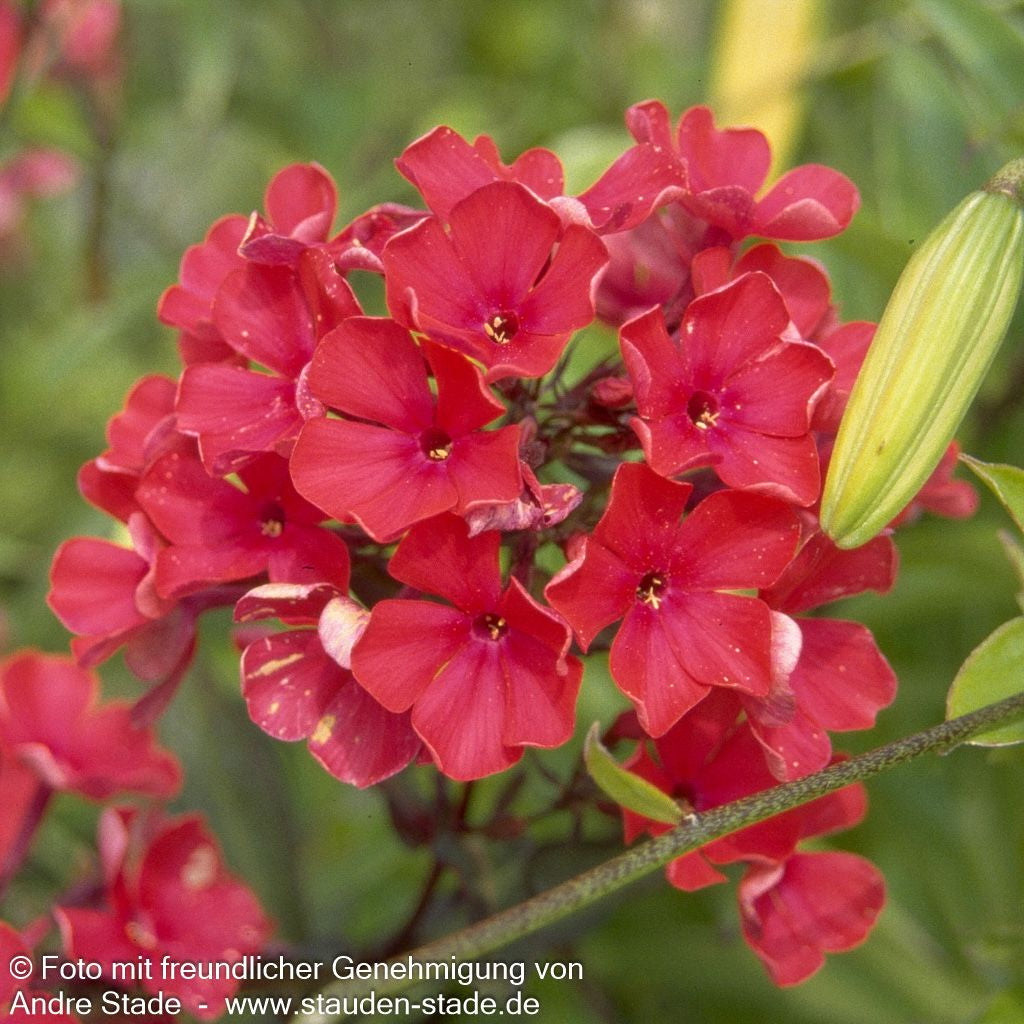 Hohe Flammenblume 'Starfire' (Phlox paniculata)