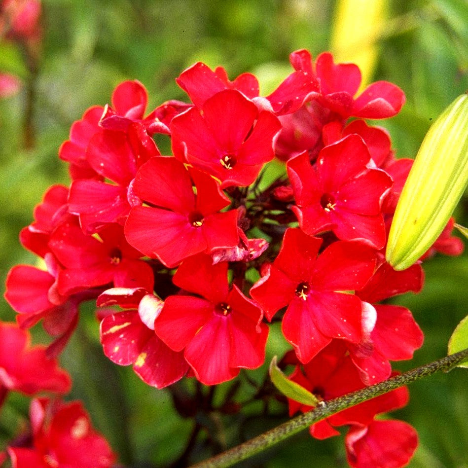 Hohe Flammenblume 'Starfire' (Phlox paniculata)