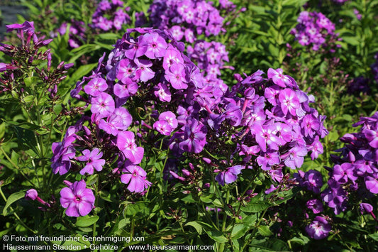 Hohe Flammenblume 'Uspech' (Phlox paniculata)