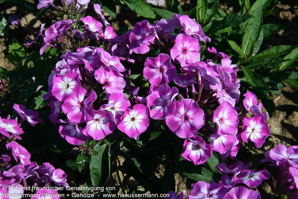 Hohe Flammenblume 'Uspech' (Phlox paniculata)