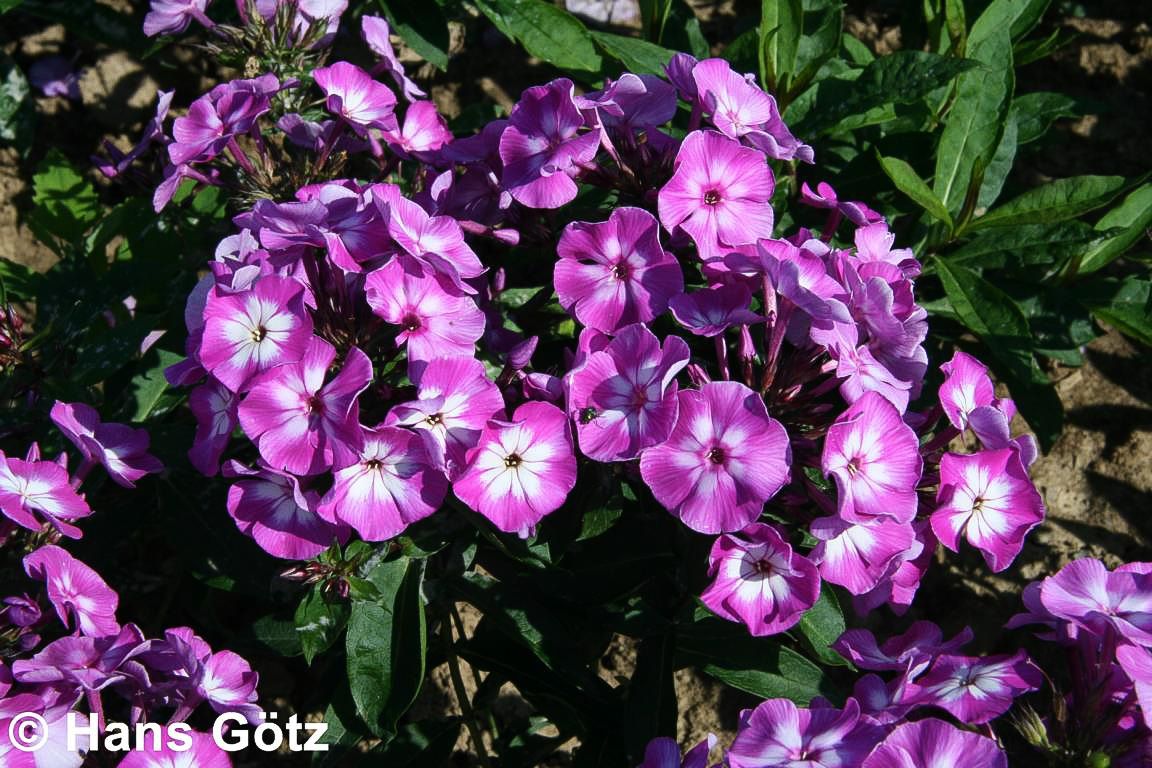 Hohe Flammenblume 'Uspech' (Phlox paniculata)