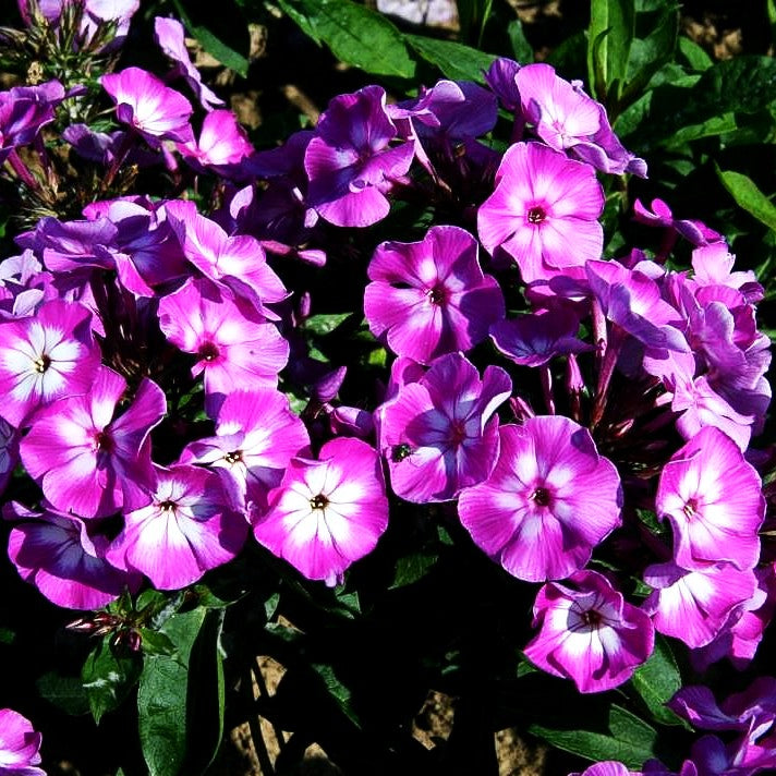 Hohe Flammenblume 'Uspech' (Phlox paniculata)