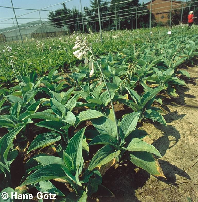 Hohe Funkie 'Blue Mammoth' (Hosta sieboldiana)