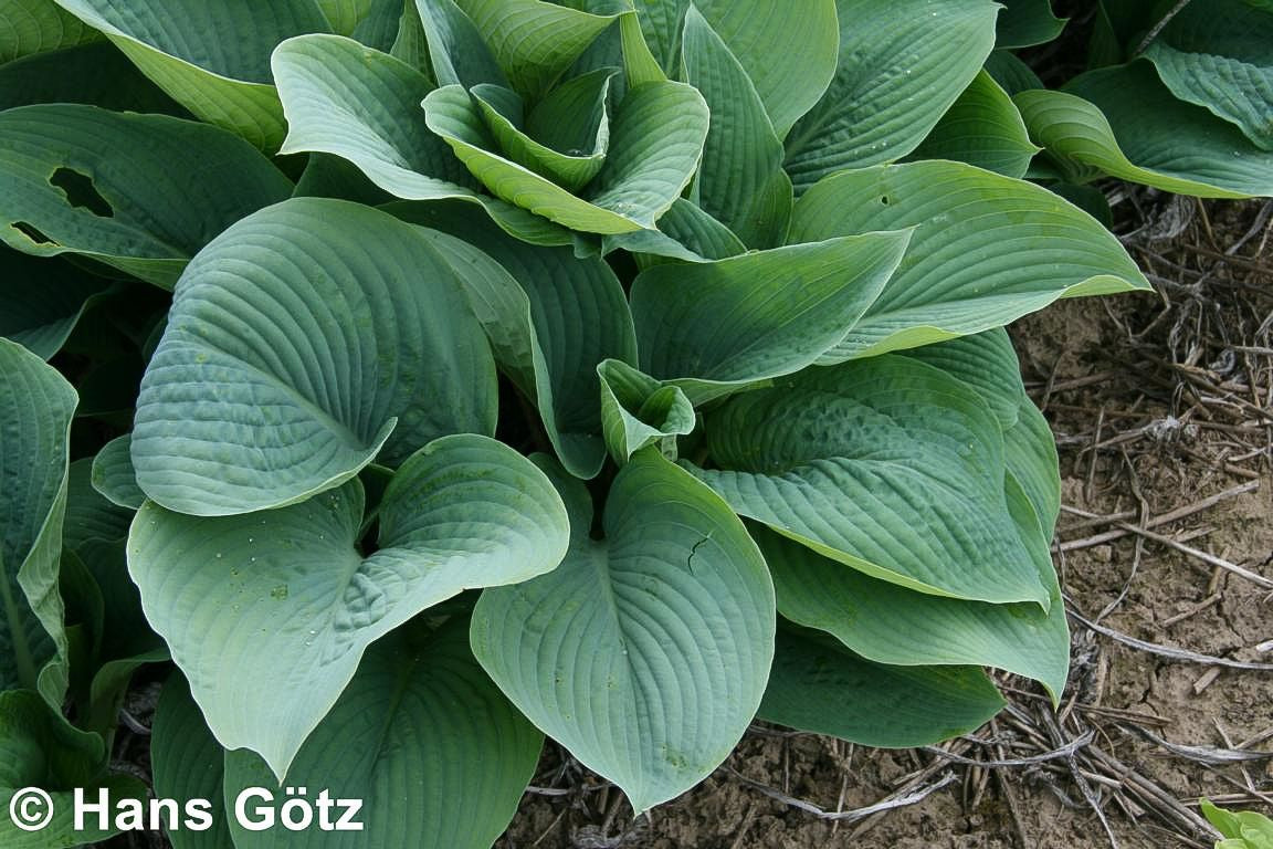 Hohe Funkie 'Blue Mammoth' (Hosta sieboldiana)
