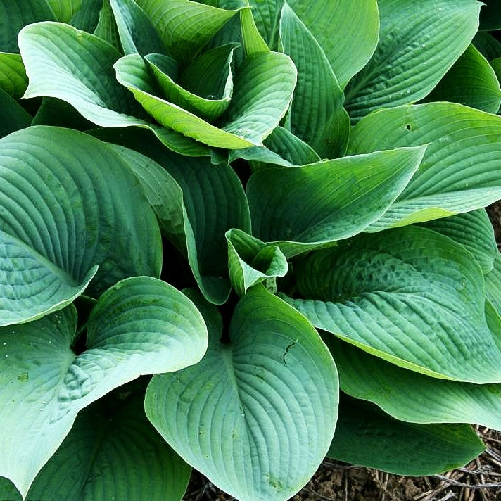 Hohe Funkie 'Blue Mammoth' (Hosta sieboldiana)