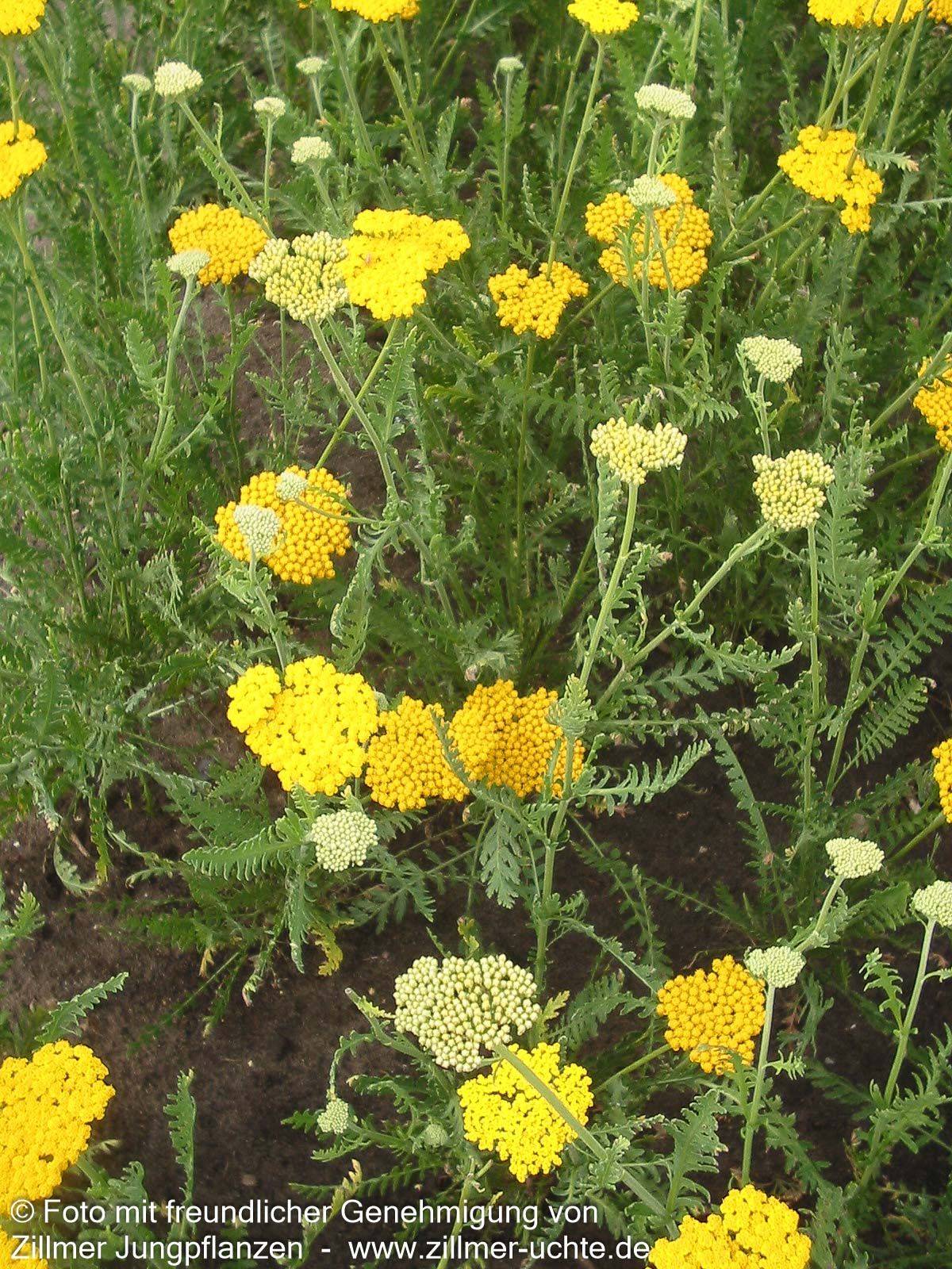 Hohe Gold-Garbe 'Altgold' (Achillea filipendulina)