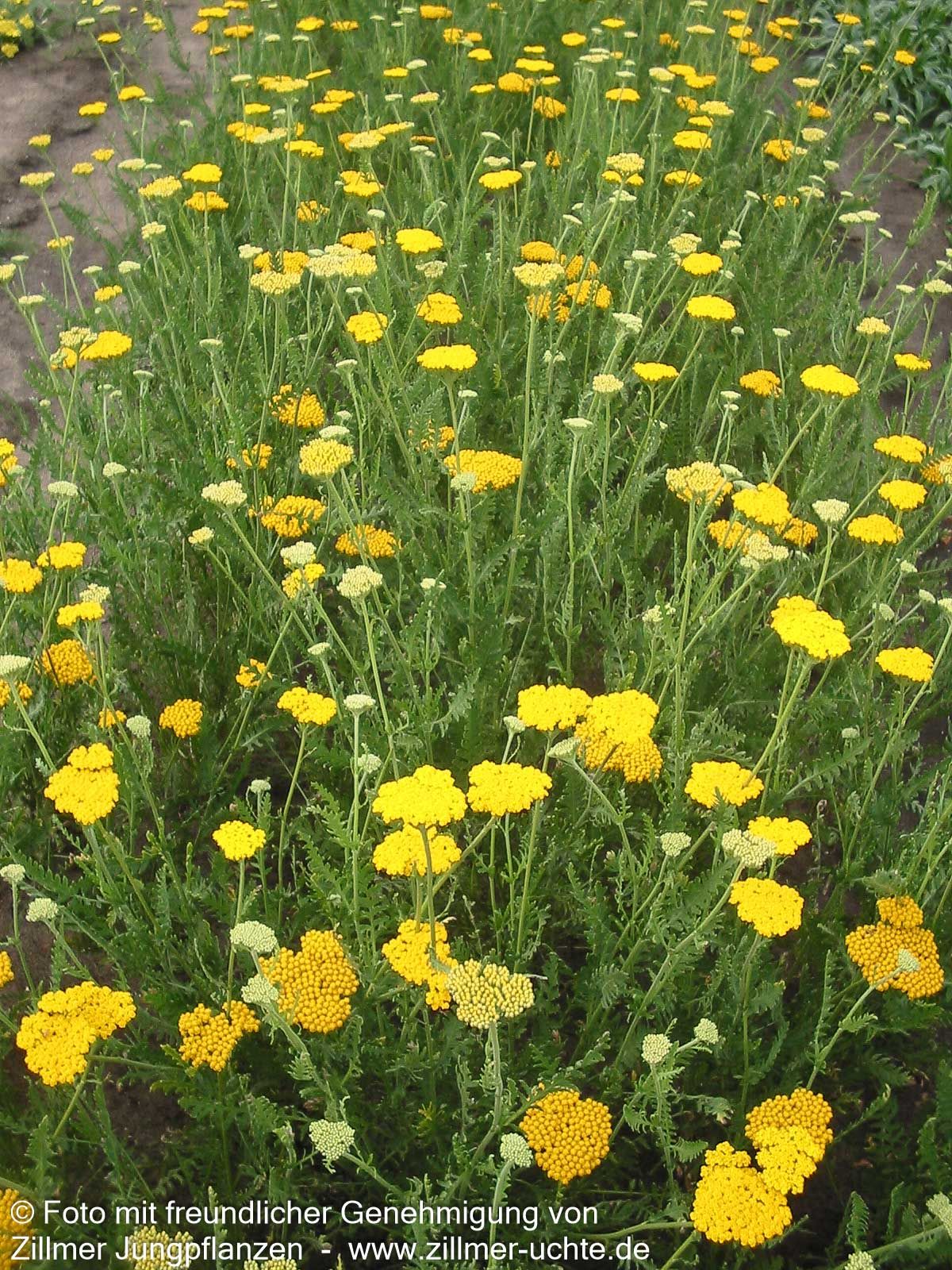 Hohe Gold-Garbe 'Altgold' (Achillea filipendulina)