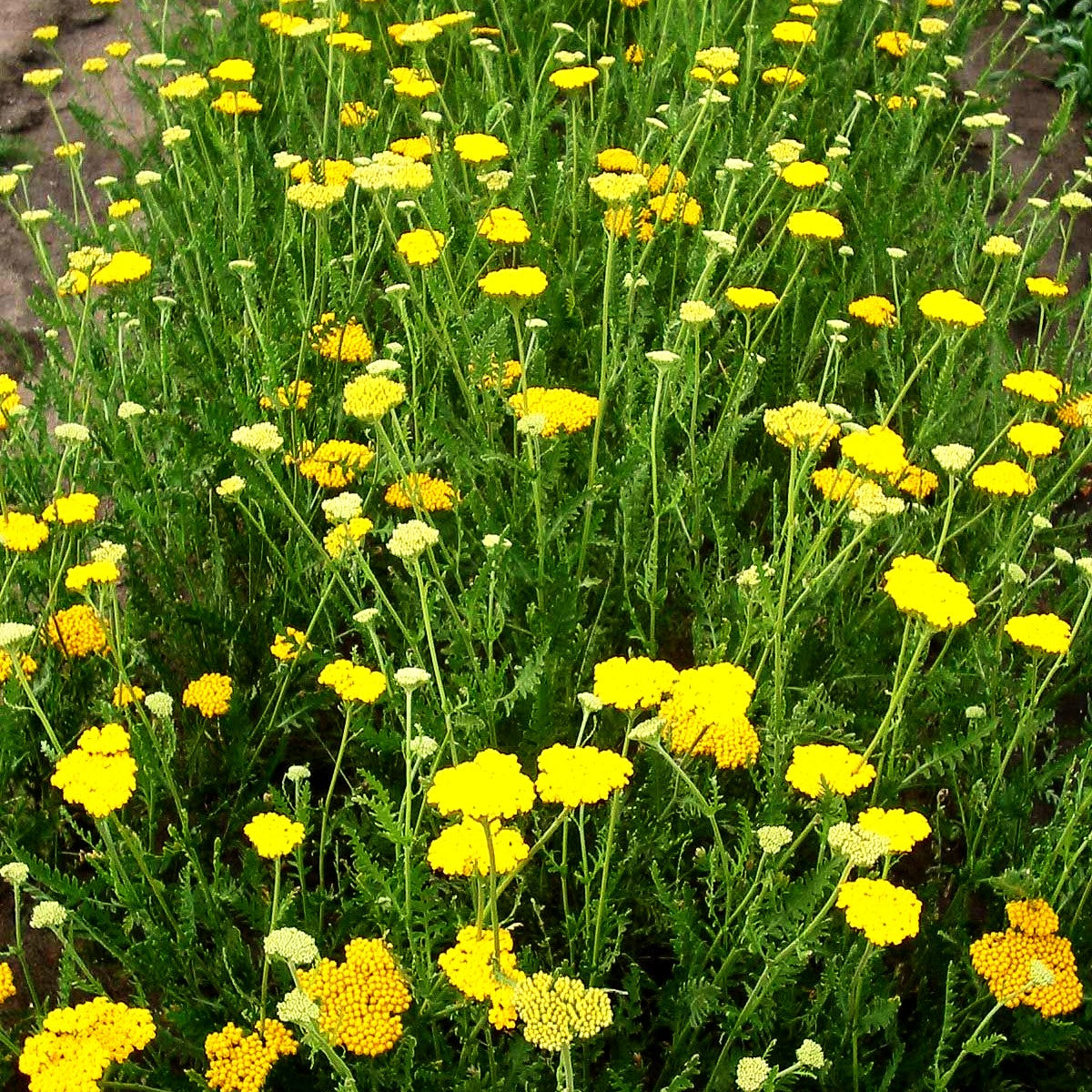 Hohe Gold-Garbe 'Altgold' (Achillea filipendulina)