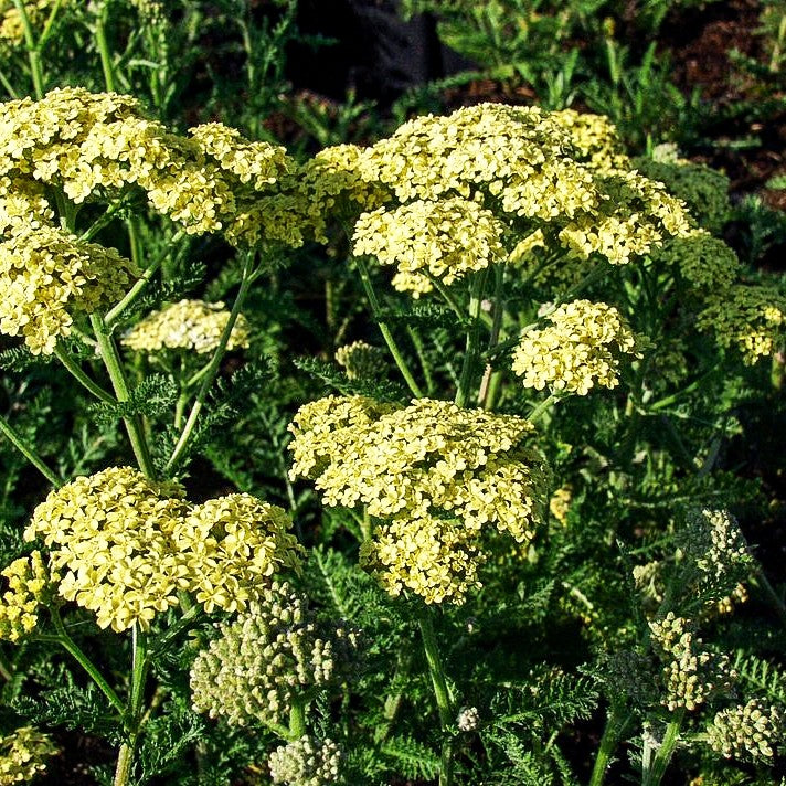 Hohe Gold-Garbe 'Credo' (Achillea filipendulina)