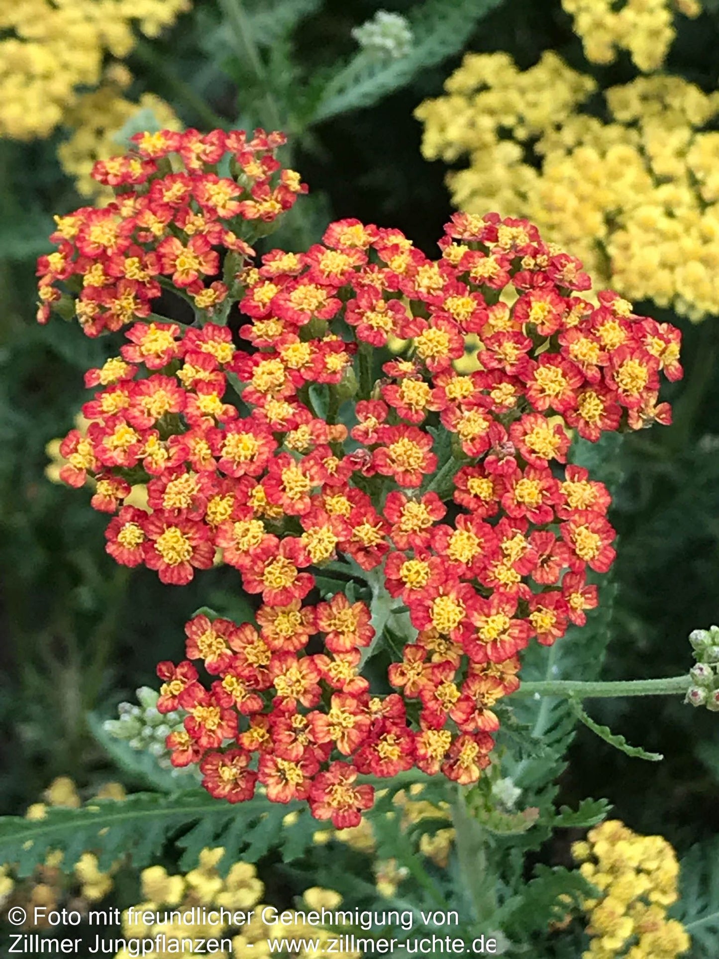 Hohe Gold-Garbe 'Feuerland' (Achillea filipendulina)