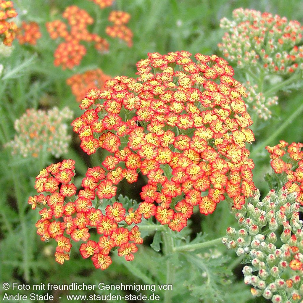 Hohe Gold-Garbe 'Feuerland' (Achillea filipendulina)