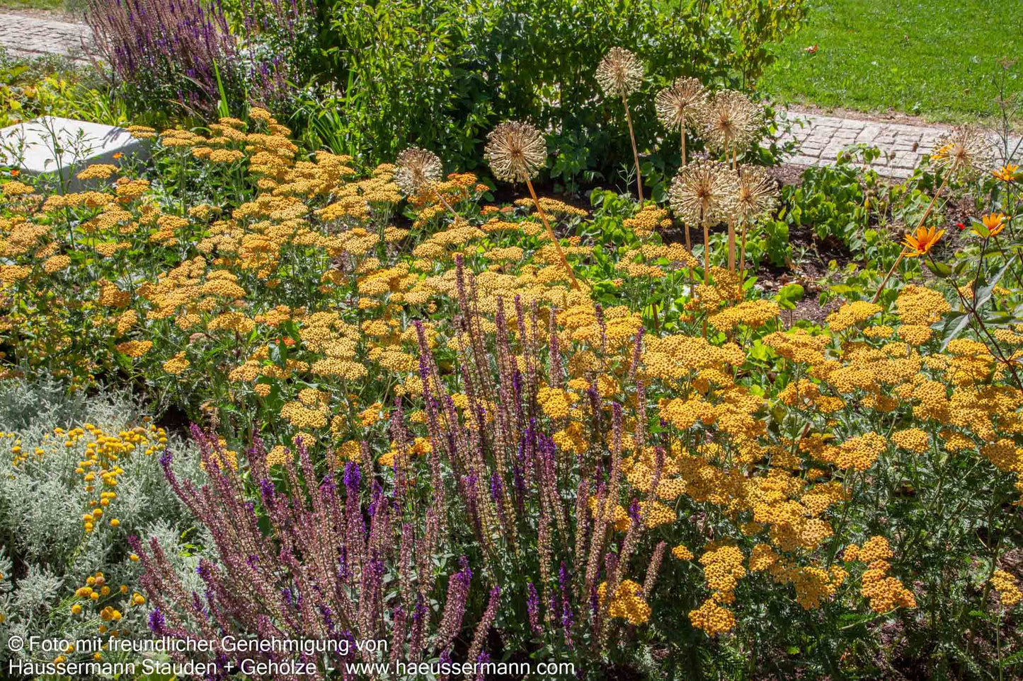 Hohe Gold-Garbe 'Feuerland' (Achillea filipendulina)